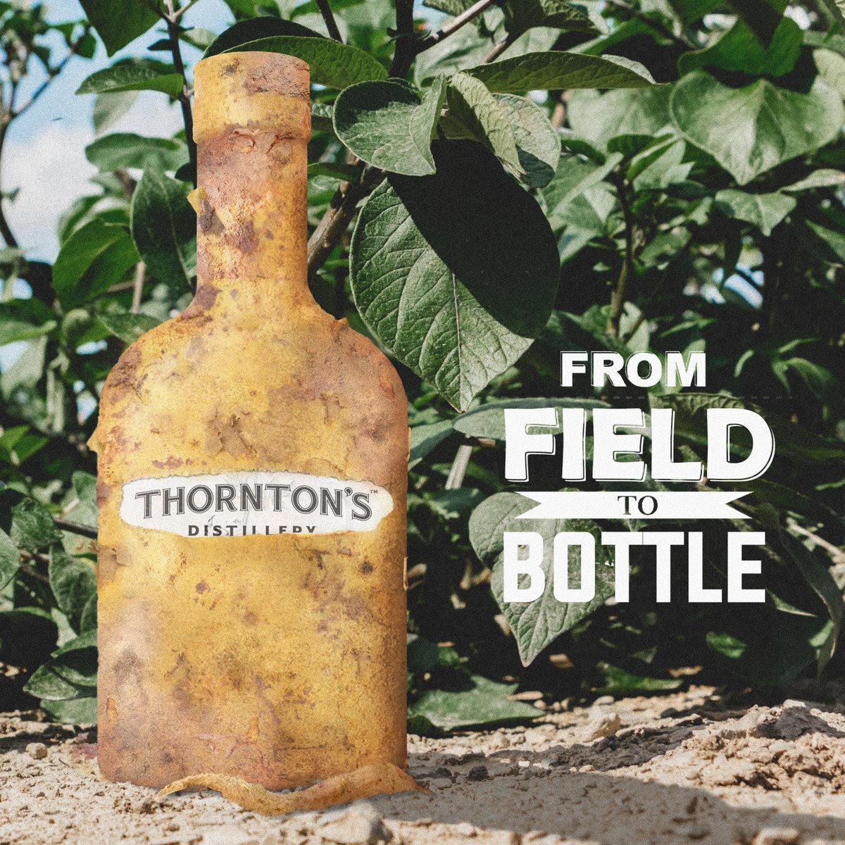 Keeping it all in the #farming vein <a href="/ThorntonsDistil/">Thorntons Distillery</a> from #Louth will be show showcasing their legendary potato vodka <a href="/ICSAIreland/">ICSA</a> 25th Anniversary Celebration taking place in Kilkenny tonight. Full event details at icsaireland.ie/wp-content/upl… #ICSA25 #drinkaware