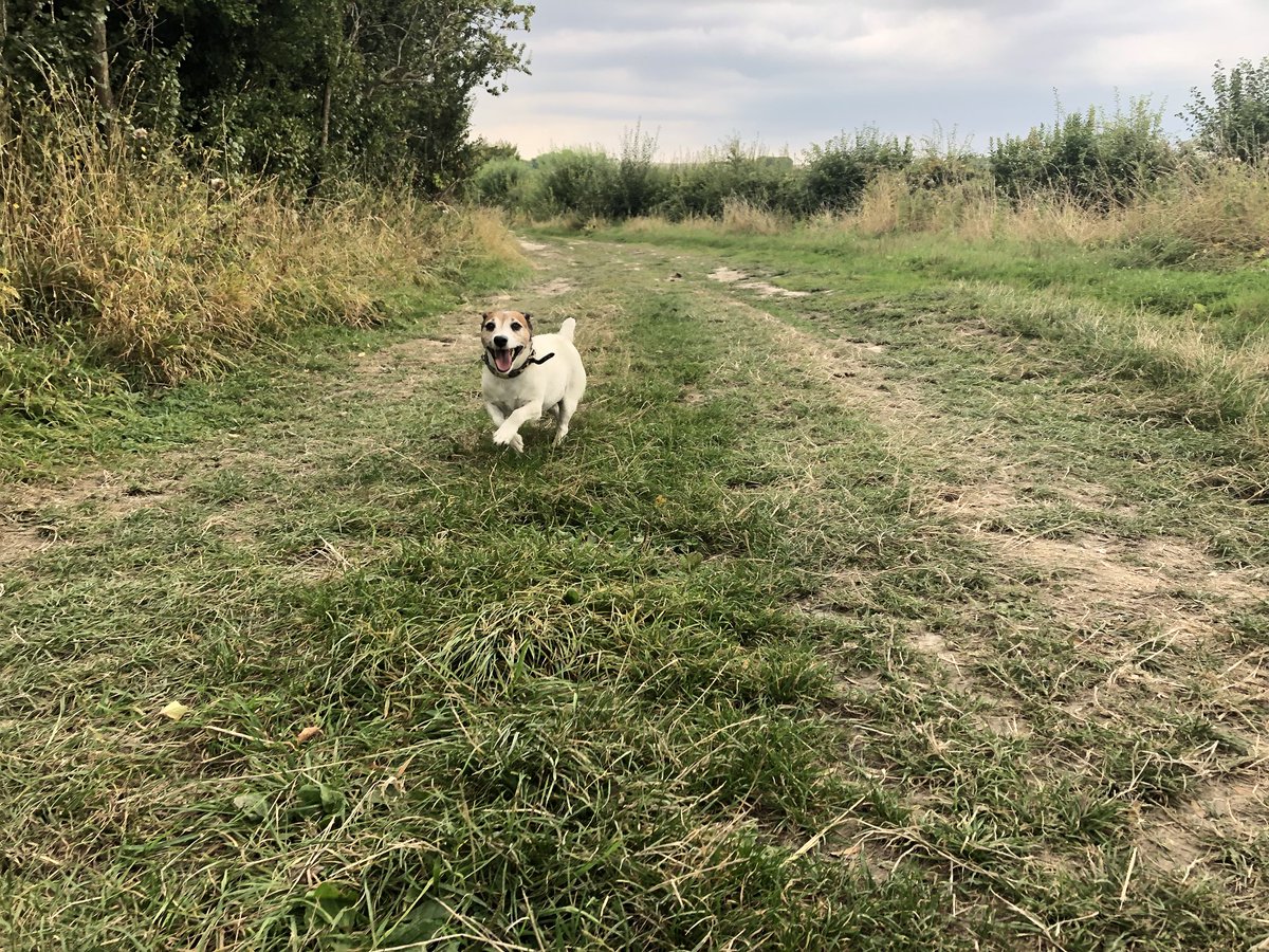 !!MY BLOG IS NOW LIVE!!
check Facebook to read it. #horseandhound #dressage #dressagehorse #summer #jackrussell #blog #blogger #life #lifeofshaun🦄