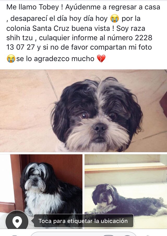 ROSSMIRONCELIS's tweet photo. @aztecapuebla ayúdenme a encontrar a mi perrito de favor https://t.co/5bBCFx7Kgo