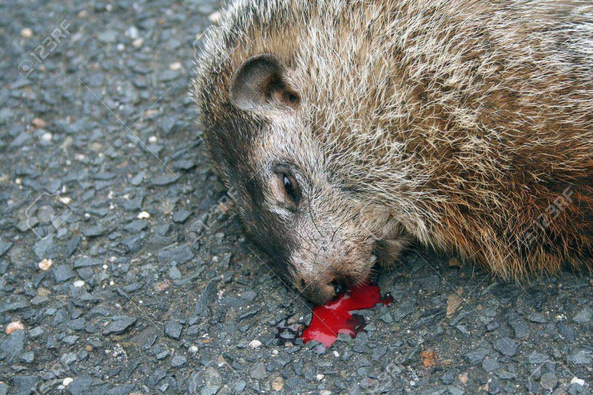 It’s gameday for the football team #groundchuck