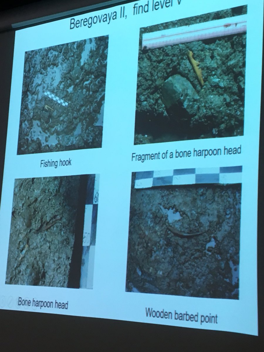 BenjaminGearey's tweet photo. Stunning organic #Mesolithic artefacts from Gorbunovo Peatland, Trans-Urals, Russia. Mikhail Zhilin @archaeologyEAA #S258 #Archaeology #WetlandArchaeology https://t.co/dJZyV8QST5