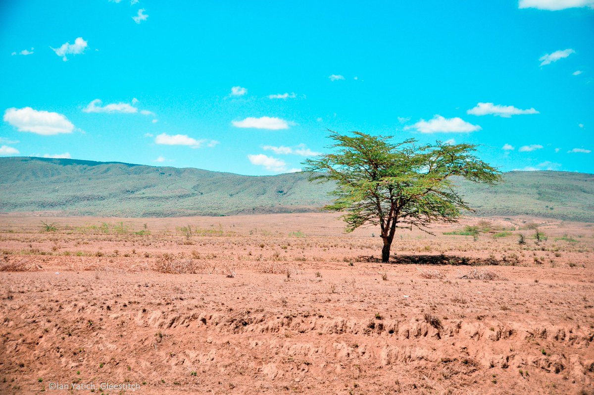 IanYatich's tweet photo. The lone Mara tree, Narok
#Travel #Photography #TravelPhotography #PhotoOfTheDay #Journey #Voyage #Kenya #MagicalKenya #CaptureKenya #UnexpectedKenya #Vsco #VscoKenya #TourKenya #TourAfrica #OnTheRoad #Narok #MaiMahiu #Africa #AfricaTourism https://t.co/ntXgGo7ZMQ