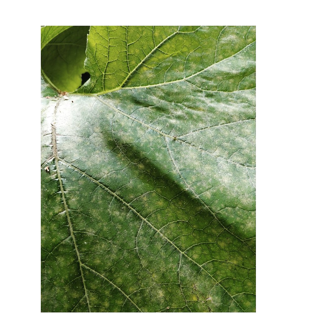 sandrakeating_'s tweet photo. These courgette leaves. #lifelines @EasternCurve https://t.co/Z3XXrIkeLI