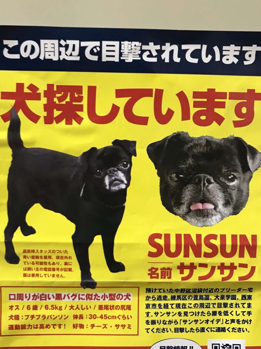 ユウさん Twitterren プチブラバンソン 日本ではベルジアングリフォンやブリュッセルグリフォンに並ぶ珍しい犬種 無事見つかる事を祈ります 追記 地元所沢方面に向かってるっぽいので可能な限り探ってみたいと思います 迷子犬 迷子犬サンサン 迷子サンサン 迷子