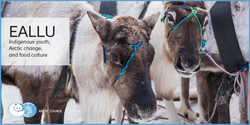 ArcticCouncil's tweet photo. The #Arctic Council's Working Groups conduct many projects that support resilience. These include SDWG's EALLU project, which focuses on food security, food empowerment, and understanding #indigenous peoples' food systems. https://t.co/YlGvx5WlyO #arcticresilience https://t.co/UbCSgKa87W