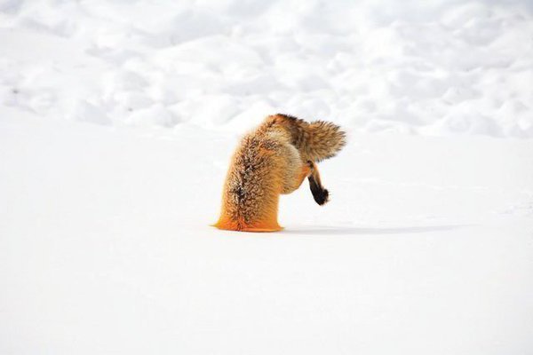 動物の習性図鑑 雪にダイブするキツネ 一見するとキツネが雪に刺さっている様に見えますが実は狩りをしている最中 キツネ は狩りの際に雪の中にダイブするためこの様な姿になってしまうそうです T Co Basxybt4n5 Twitter