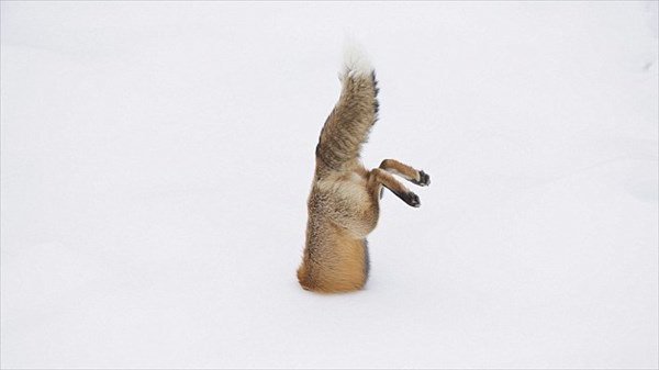 動物の習性図鑑 雪にダイブするキツネ 一見するとキツネが雪に刺さっている様に見えますが実は狩りをしている最中 キツネ は狩りの際に雪の中にダイブするためこの様な姿になってしまうそうです T Co Basxybt4n5 Twitter