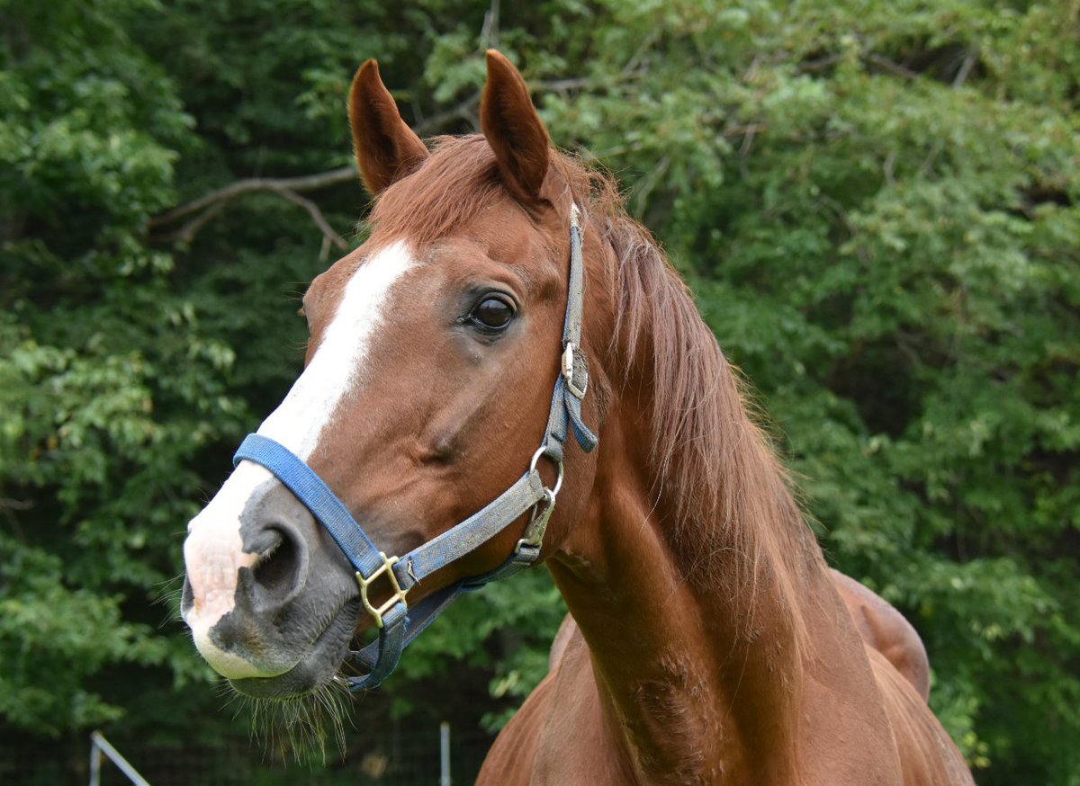 パカパカ工房 1997年の有馬記念 ｇ 優勝馬 シルクジャスティス24歳 いつも草ばっか食べてて頭を上げてくれないのですが この日は対面の牧場から馬のいななきが聞こえたのに反応してくれました