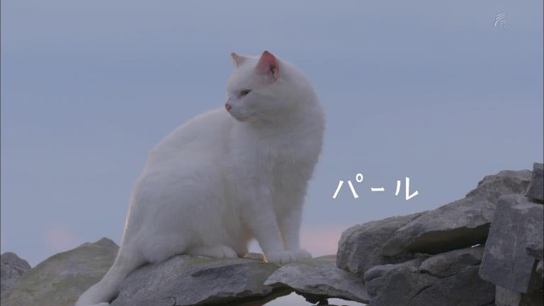 岩合光昭の世界ネコ歩き アイルランド 尻尾で会話 ダブリンのドア猫 ミルクをショットで 牧羊猫のボデイシャスさんと猫ストールのオーブンミットさん 世界 ネコ歩き Togetter