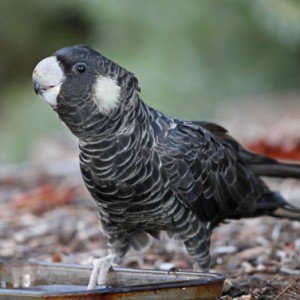 On #ThreatenedSpeciesDay, why not help us with our work with Western Australia’s endangered wild black cockatoos? blackcockatoorecovery.com/get-involved/d…