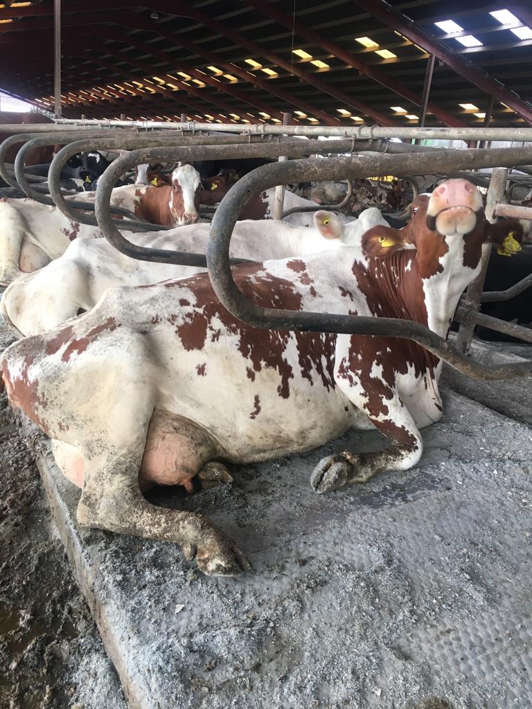 Fritsch Equipment Corp