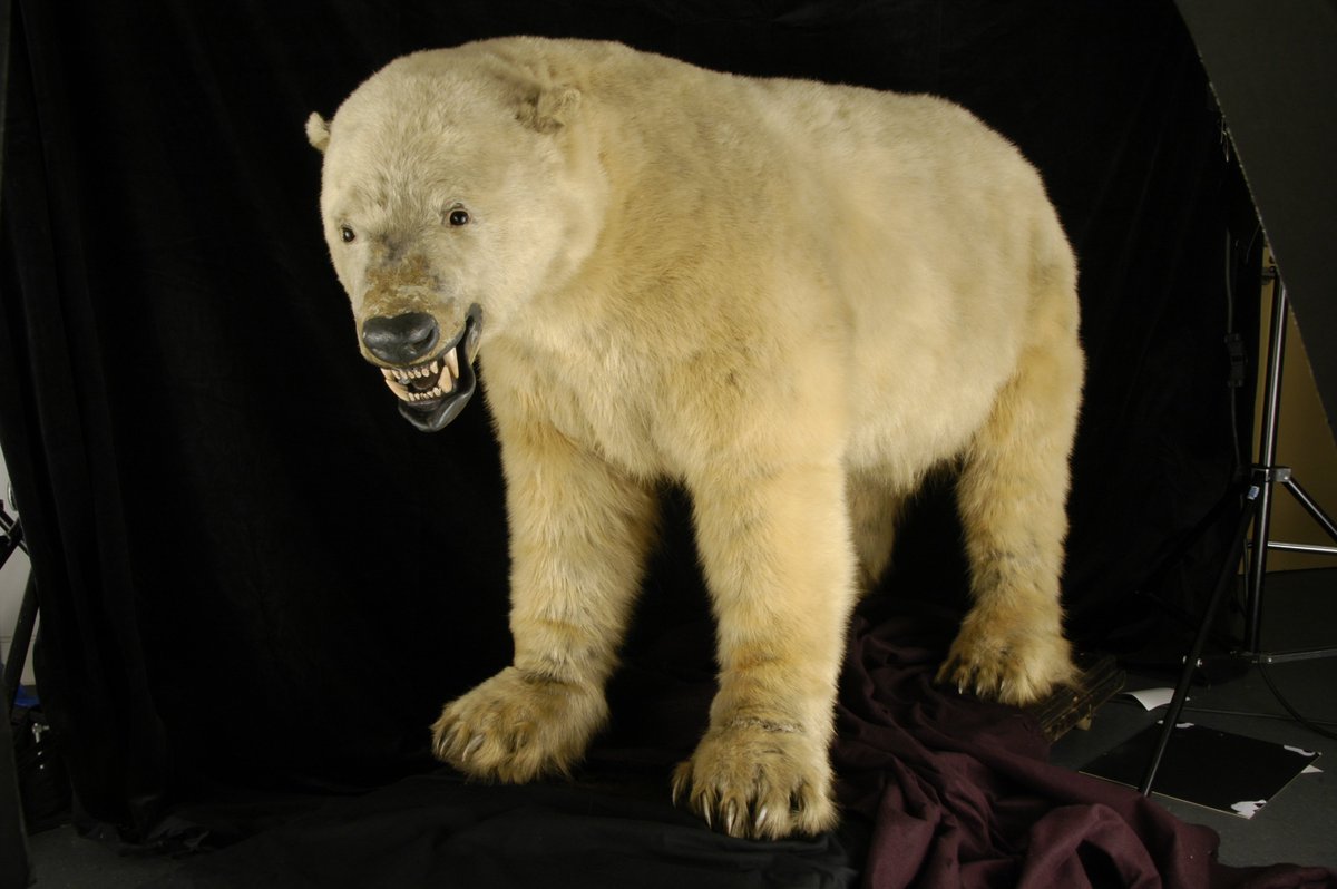 My exceptionally dirty polar bear says: "Crumbs. This looks good."
natsca.org/node/2419

<a href="/Nat_SCA/">NatSCA</a>'s advances in conservation conference - 17th October in Oxford. A whole day dedicated to the latest way to clean polar bears, amongst other things. #NatSCAConservation