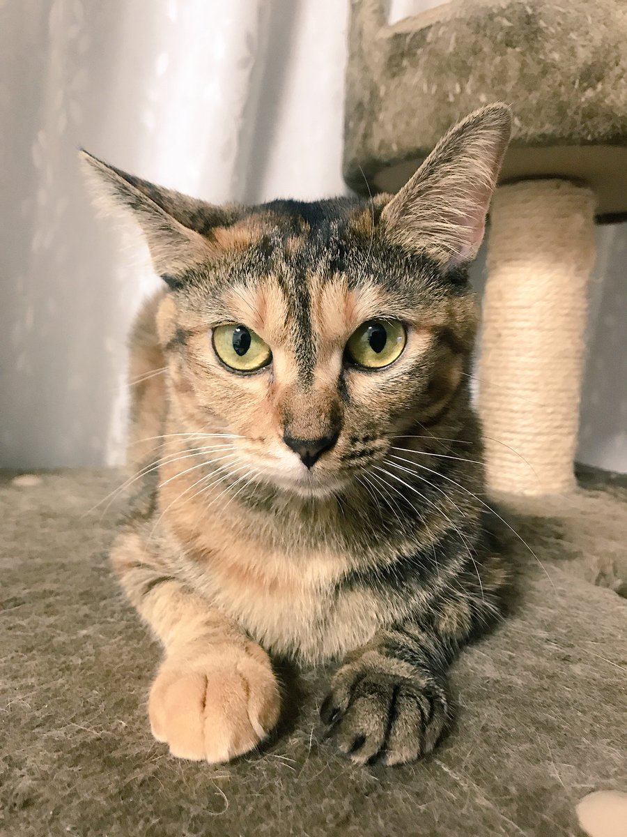 ｽﾌｨﾝｸｽ座り