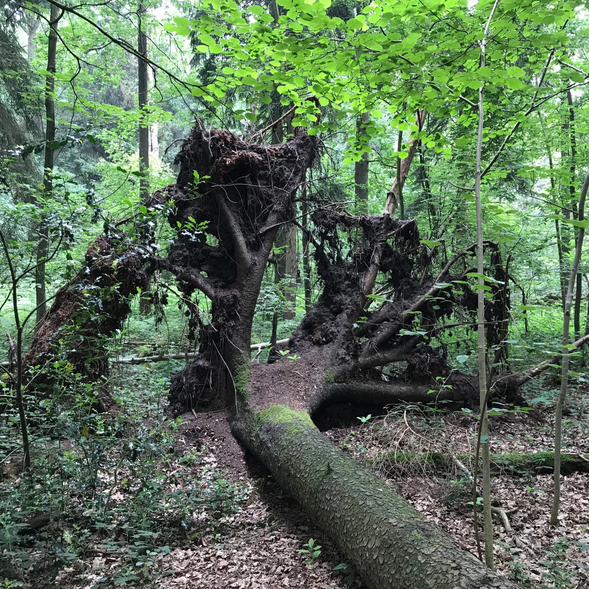 Brabant's tweet photo. Ga 29 september mee op #Natuursafari! Ontdek slim verborgen natuur in #Breda, spot zeldzame planten en dieren en bekijk met een 3D-bril het toekomstige #UlvenhoutseVoorbos. Waarom is natuur zo belangrijk? Ga mee op safari en ontdek het zelf! Meer info: https://t.co/rnTj0rLa52 https://t.co/jtzfX1vXmD