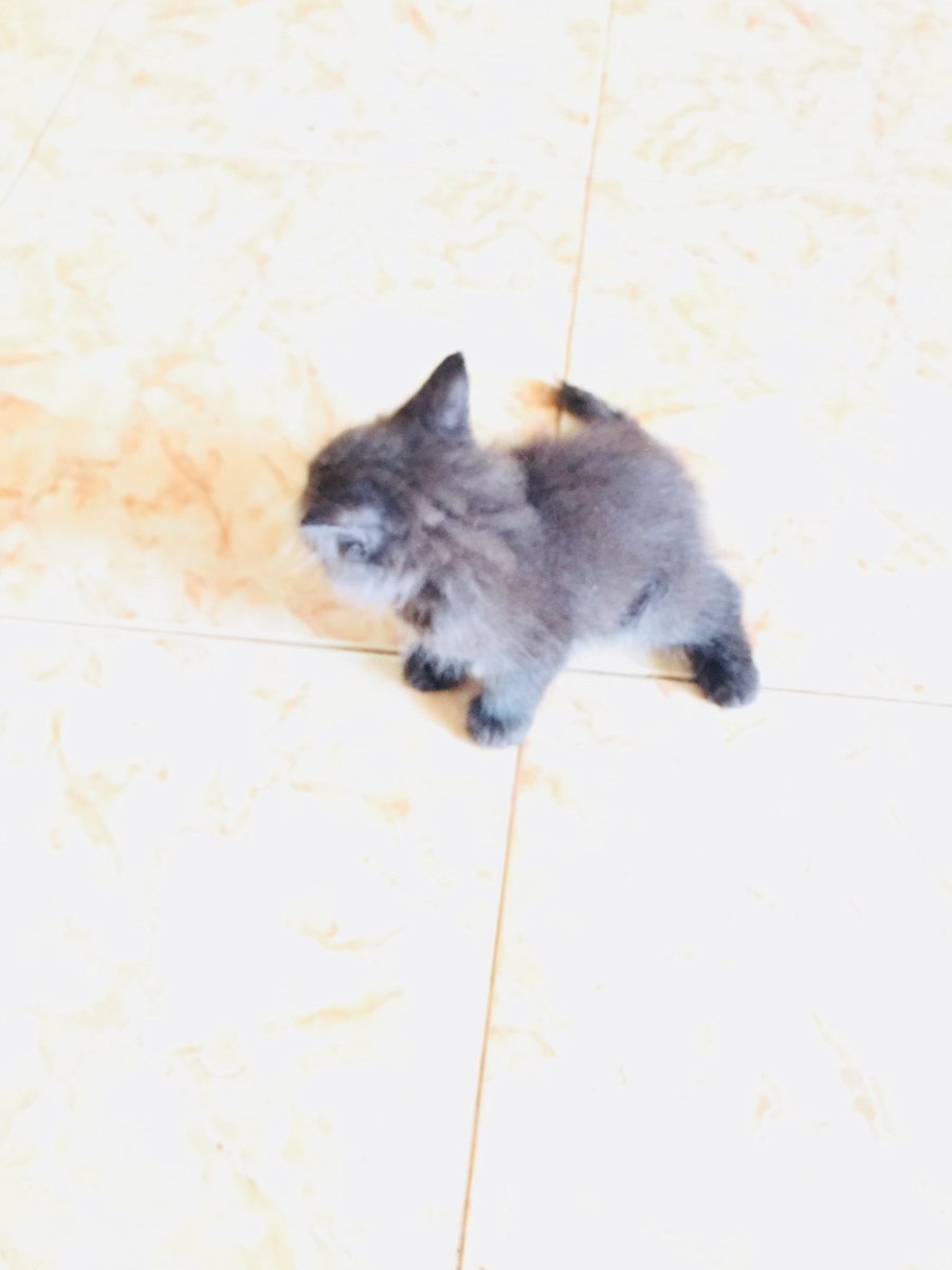 Magde616's tweet photo. للبيع سعر الوحده ٥٥٠٠ https://t.co/D2AeQ8l28G