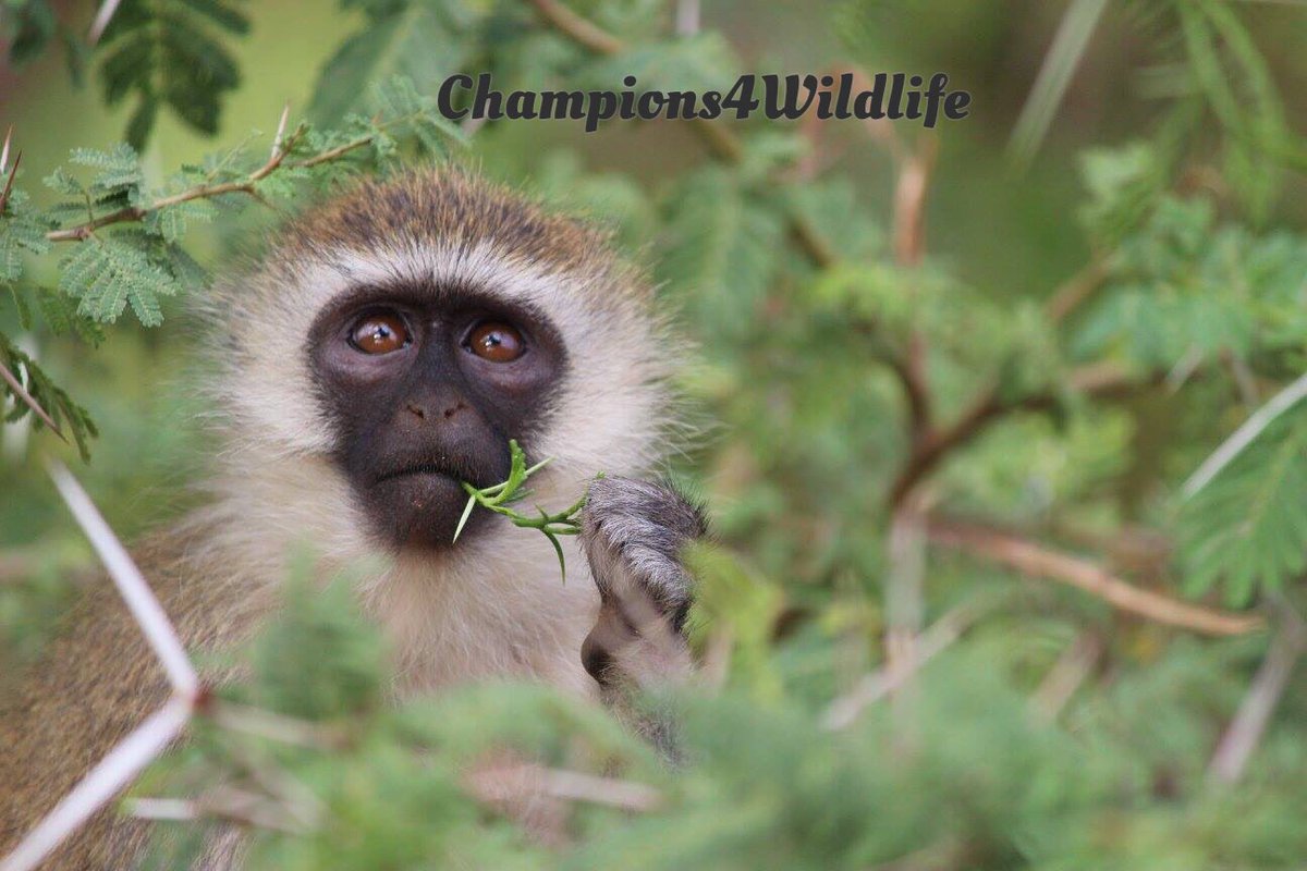 #FridayFeeIing is #loving the vervet #monkey. They can weigh between 7-17 lbs. and live up to 24 years. #champions4wildlife. @bestofswla @dodo @Vervet_Monkey @Vervet_Forest @IPSConservation @_AnimalAdvocate @WeLoveAnimalsMe @OurLovelyNature @Briankitnb