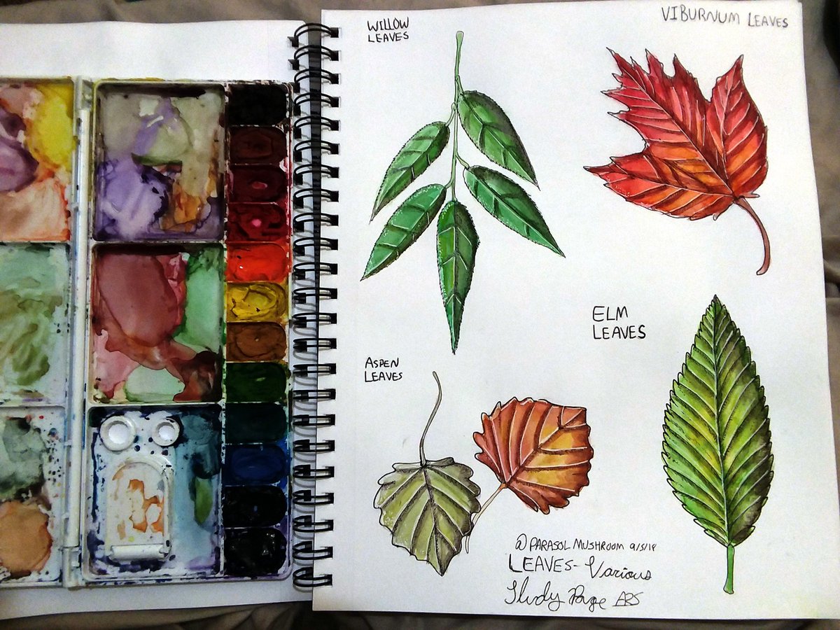 ParasolMushroom's tweet photo. I worked for almost a week on these study pages of leaves. D:
Pen and Watercolor!
#leaves #autumn #autumn2018 #drawing #nature #plants #pen #watercor https://t.co/5RDMamTft2