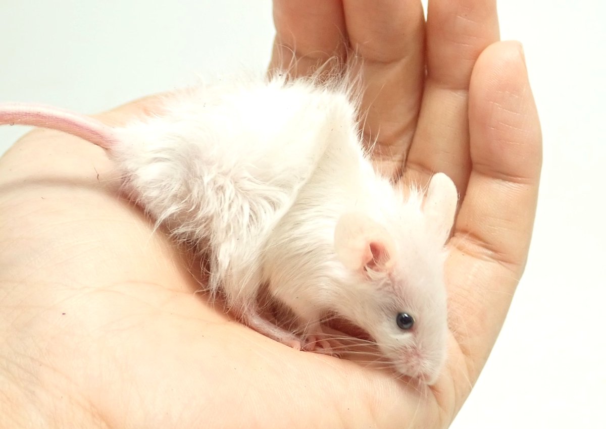 Shippobank ファンシーラット ファンシーマウス ハムスター販売 En Twitter 販売中 ファンシーマウス ホワイト黒目系 生後1か月半ほどのマウスのご紹介です 数匹同じような雰囲気の子がいます 白い毛はピカピカのサテン おしりのあたりの毛が逆立つロゼッタ