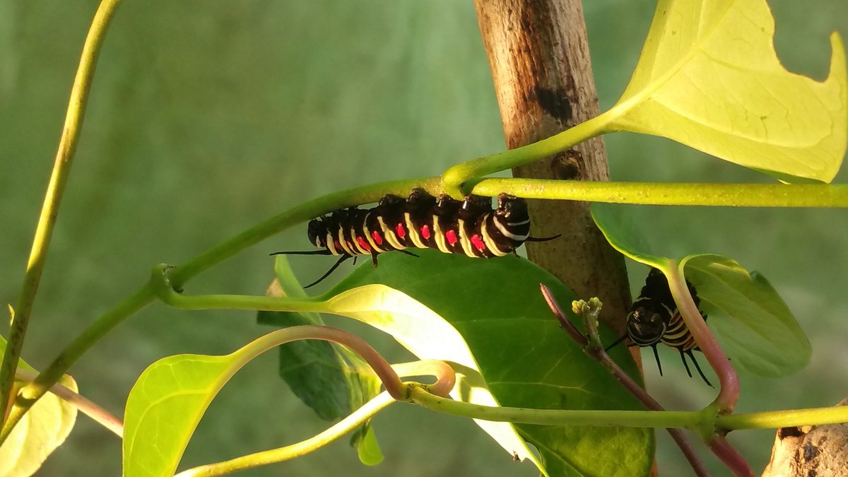 オオゴマダラ幼虫