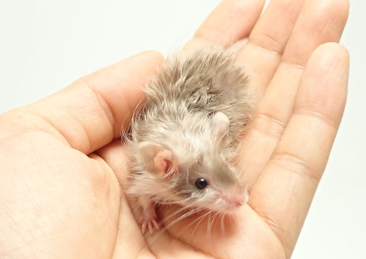 shippobank ペット専門ファンシーラット、ファンシーマウス