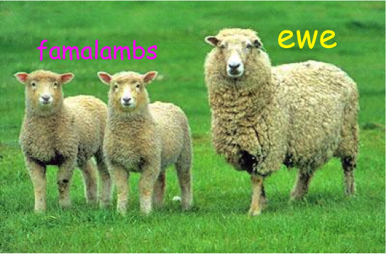 notjono's tweet photo. when ewe hang out with the famalambs https://t.co/h7iEitM7ts