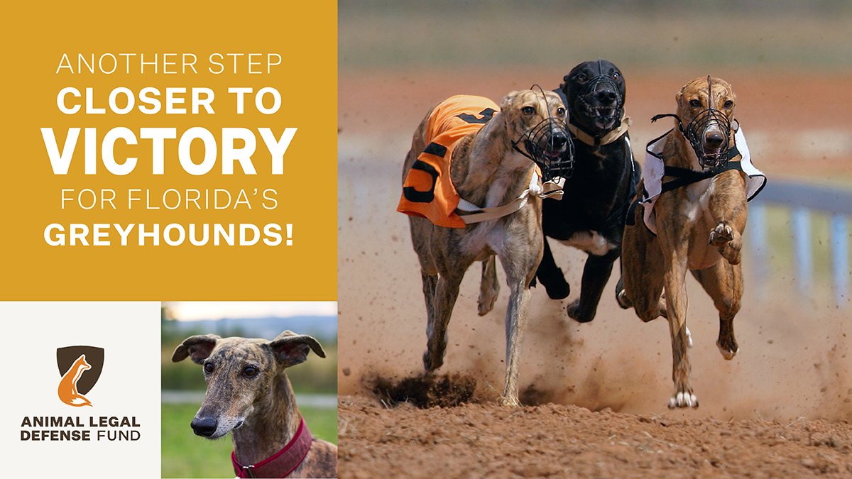 ALDF's tweet image. Today the Florida Supreme Court ruled that Amendment 13, which will phase out commercial greyhound racing in Florida, can proceed to a vote this November! On average, a greyhound dies every three days on a Florida track. #EndGreyhoundRacing aldf.org/greyhound