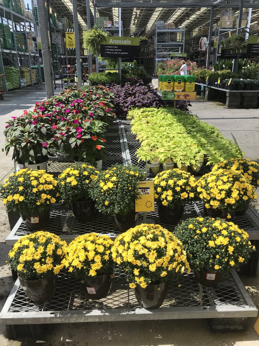 vwiAsheville's tweet photo. We have a fresh batch of mums and #fallcolor at #HD702 in Kingsport Tn. @VWIGreenhouse @Jaydeckard @BryanhunterHall @jaybisping https://t.co/rHxV2YMrcF