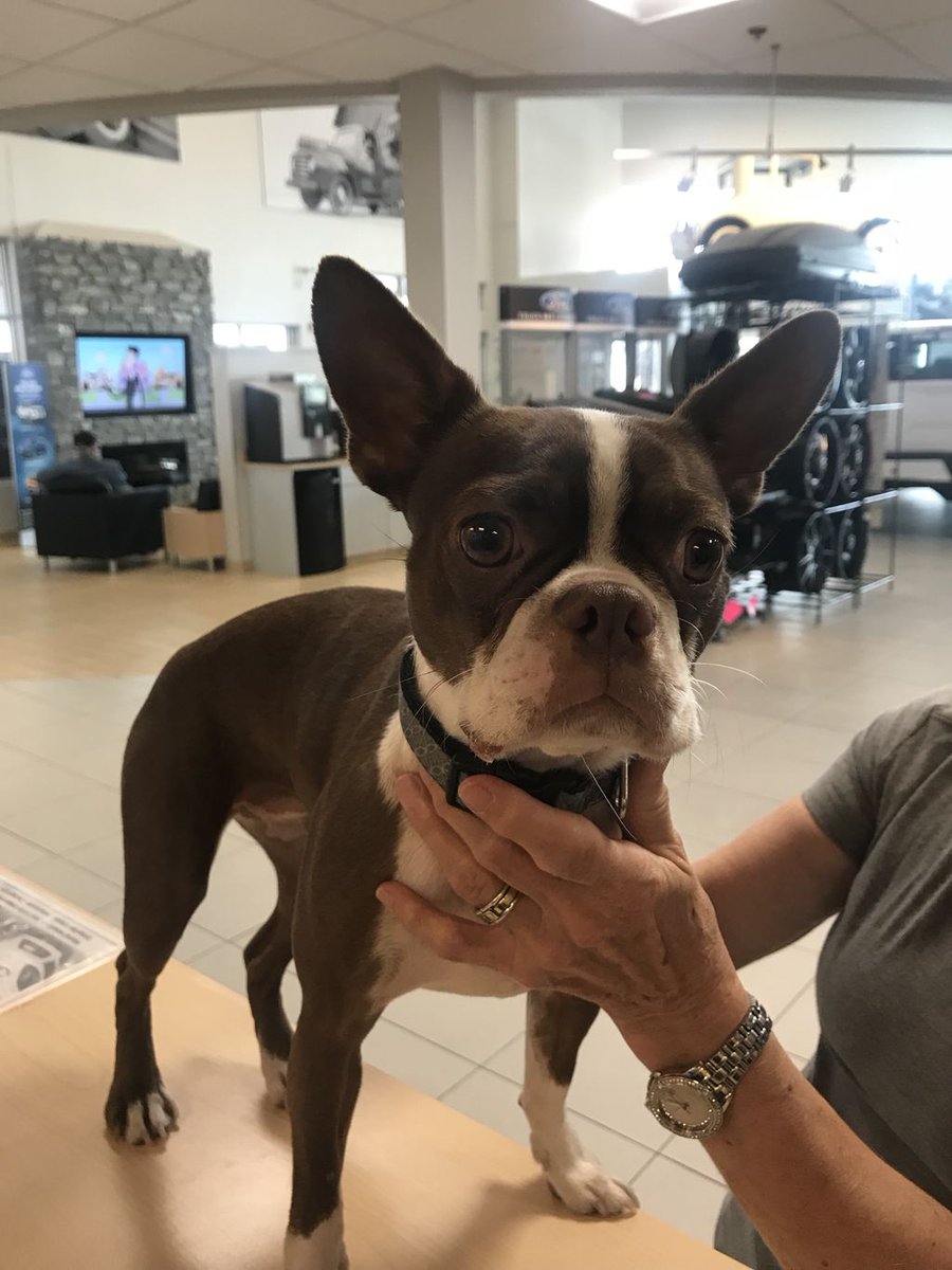 The sun is out, the weekend is almost here and Halle wants to wish everyone a Happy Friday! She’s a two year old Boston Terrier and she’s our #dogoftheday! Look at those ears! Adorable!
