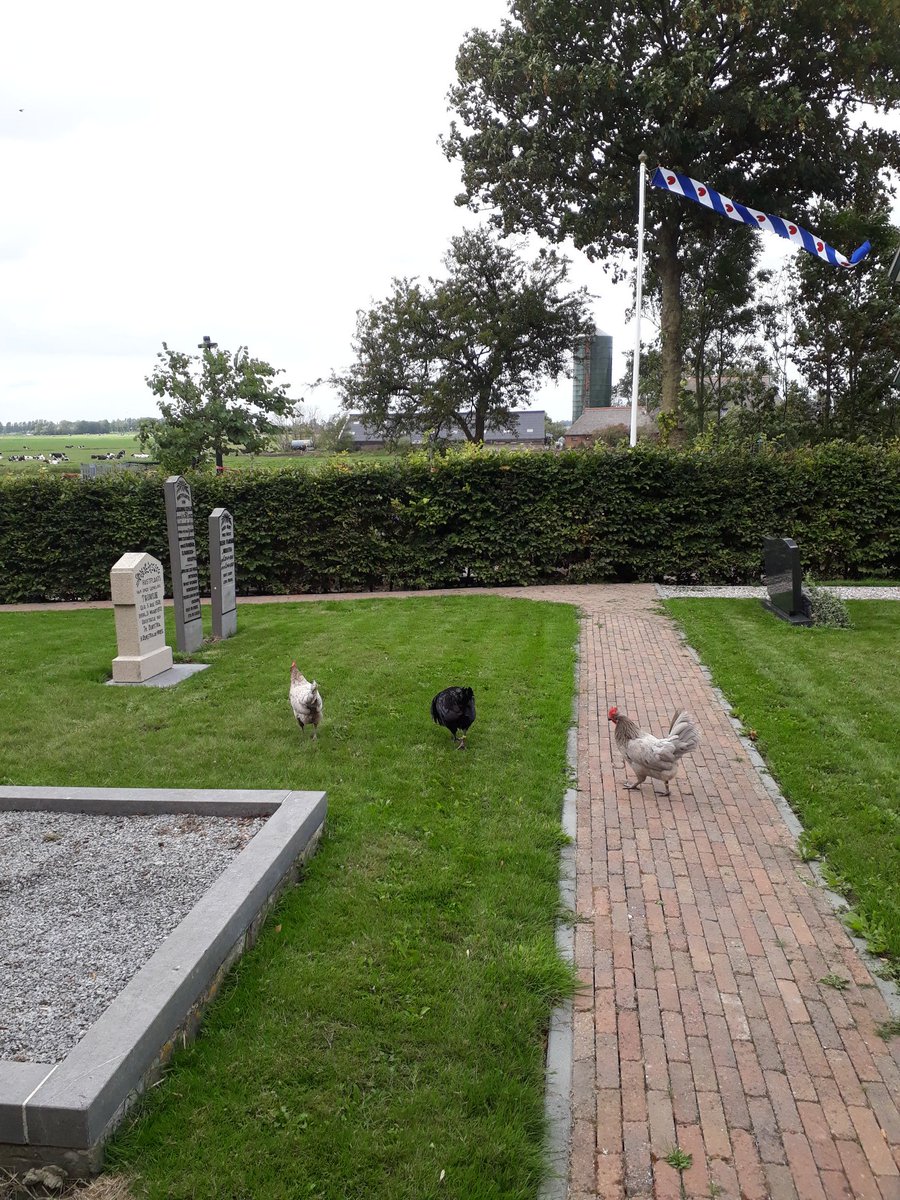 SjoukjeHiemstra's tweet photo. Kippen op @Tsjerkepaad morgenmiddag laatste x ikonenexpositie https://t.co/zQXMbZ8MD8