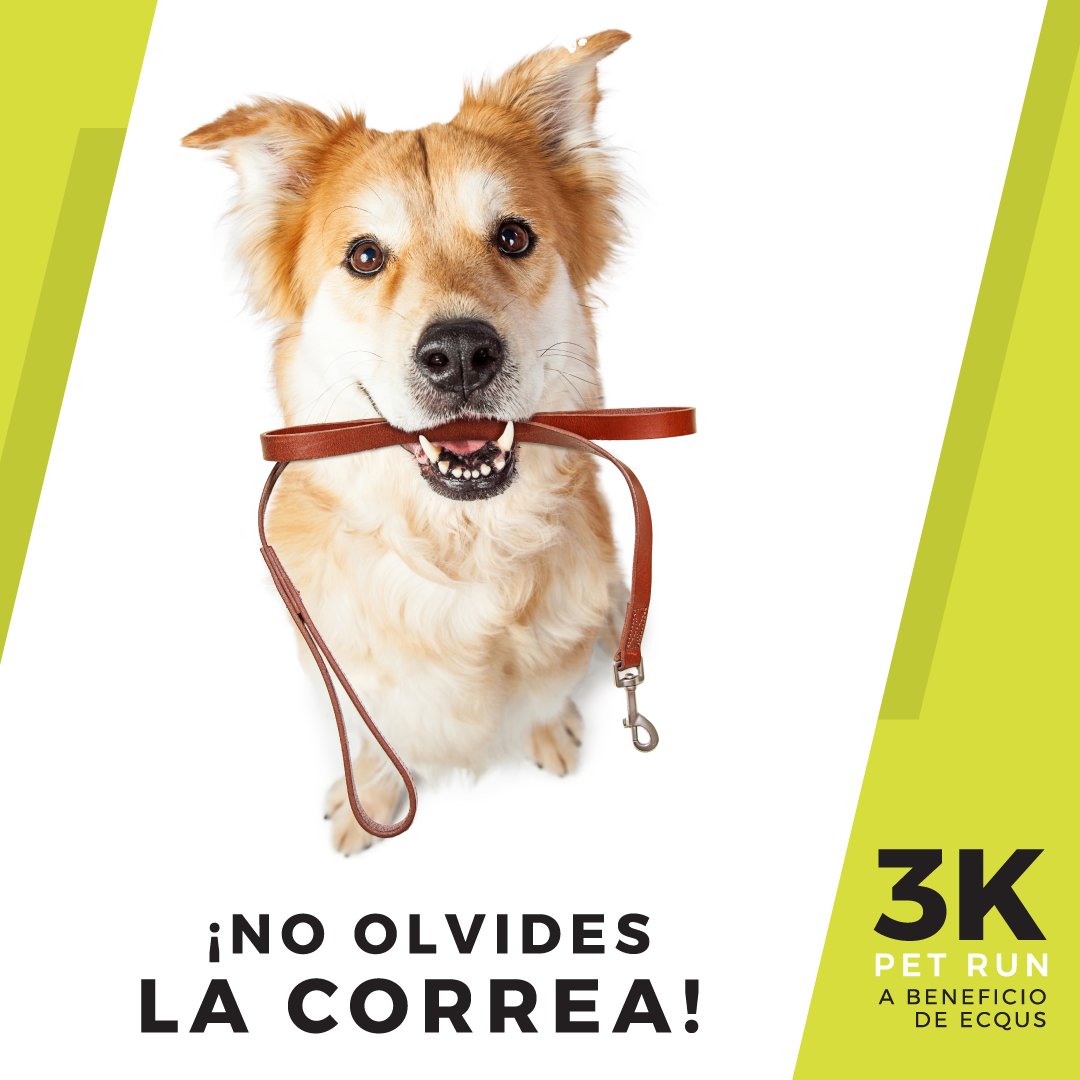 petrunuruguay's tweet photo. ☝️No te olvides que es muy importante llevar a tu mascota con correa, de esta forma evitarás que se escape o pueda pelearse con otros. https://t.co/NOQtlIe18Y