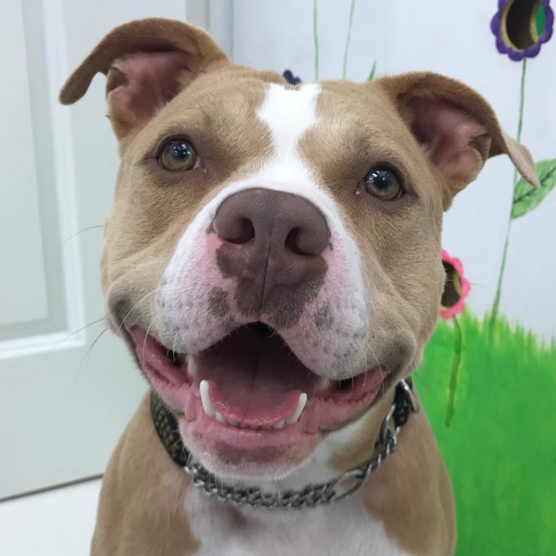 Me_n_Moms_'s tweet photo. โค๏ธDraco โค๏ธ Didn't need to cast any spells on us! He stole our hearts with that beautiful smile and great personality! #harrypotter #goodboy #loveharrypotter #harrypotterfan #pitbull #lovelyboy #smile #doggroomer #groomingdogs #doggyshopgrooming https://t.co/9coXNvaMBD