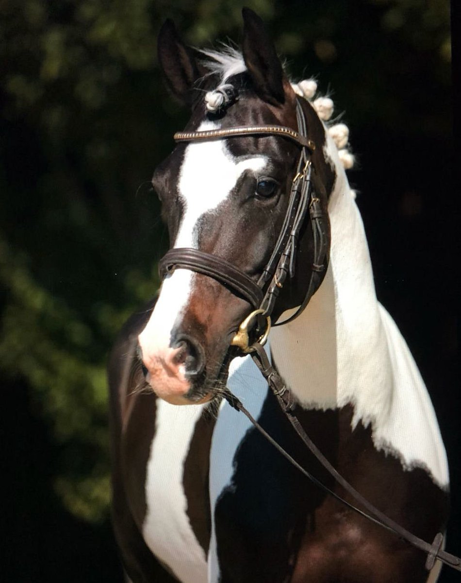Preview: Amazing 6 yo licensed pony stallion, Cappuccino is shown by a junior girl, multiple winner 1.20 m classes, scope for 1.30m pony class,  easy and nice to ride in dressage work, no stallion tendencies. Soon available on germanhorsecenter.com