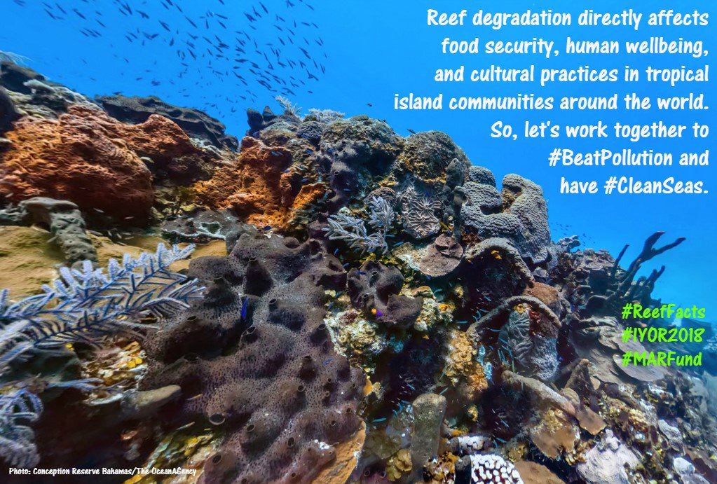 MAR_Fund's tweet photo. Happy Friday of #ReefFacts! @ICRI_Coral_Reef @IYOR2018 #IYOR2018 #MARFund๐ค๐ข๐@Ocean_Agency https://t.co/uePJS7XnF5