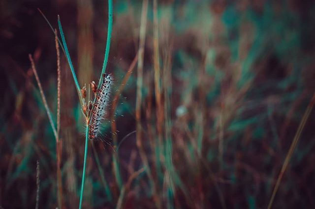 🐛🍁🍂
.
.
.
.
clicked using - #nikond3300  15-88mm lens 
edited with - #adobelightroom
.
.
.
.
#lightroom #1855mm #D3300 #worm #green  #nature #worms  #wormcastings  #organic  #insects  #organicgarden #natural #nature #autumn  #autumn🍁#autumn4igers #au… ift.tt/2wP50hx