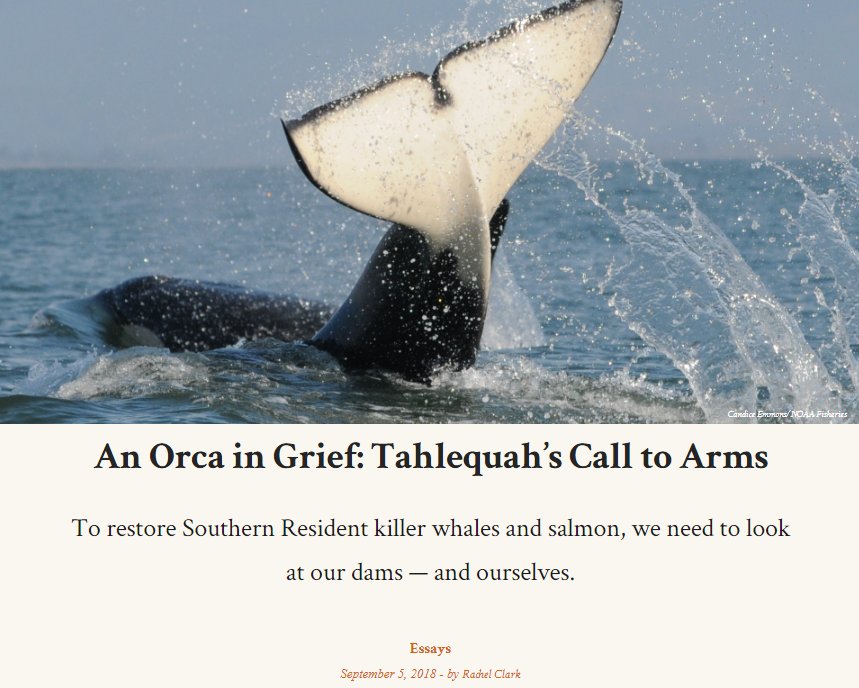 MotherngNature's tweet photo. Thanks to @Revelator_News and Center for Biological Diversity for spotlighting this "worldwide reckoning." 

"Have those 17 days of grief finally created an opportunity for change?" https://t.co/ayz5hMYZDk @Voice_OT_Orcas @OrcaSOS @JayInslee @dam_stupid @damsnse @orcanetwork https://t.co/3L4bfEuAY5