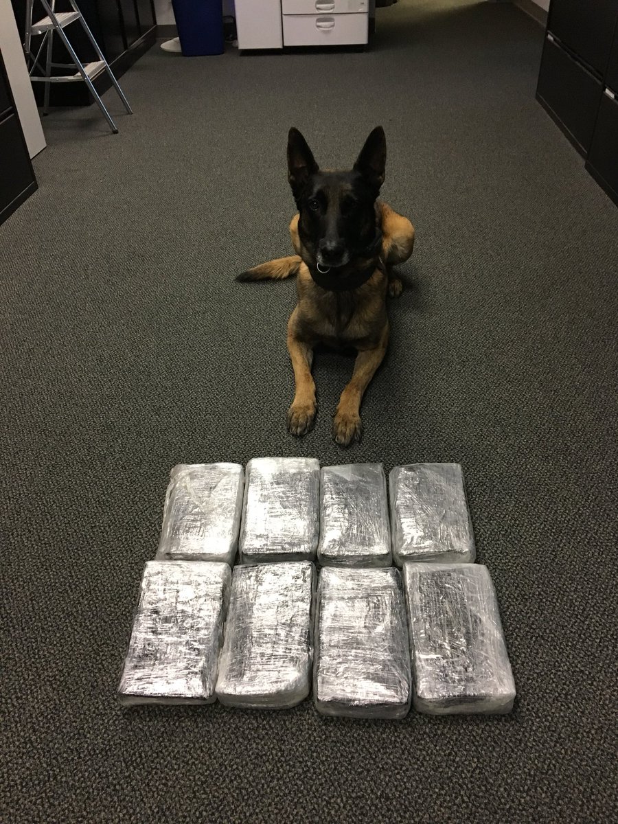 LawrenceKS_PD's tweet photo. Happy 4th birthday to our meth seeking fur missile, Deuce. Who’s a good doggo? Deuce is. Good boy Deuce. 🎂 🎁 https://t.co/8iMONwcjkJ