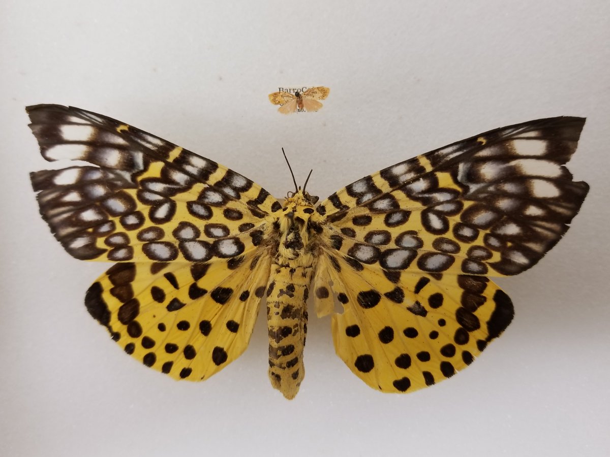 Here's a quick example of the extreme body size variation within the Arctiinae. Yes, these species are in the same subfamily. Big: Sebastia argus; Small: Talara esperanza.; Note: BOTH visually aposematic. #nmnh #prfb #arctiinae