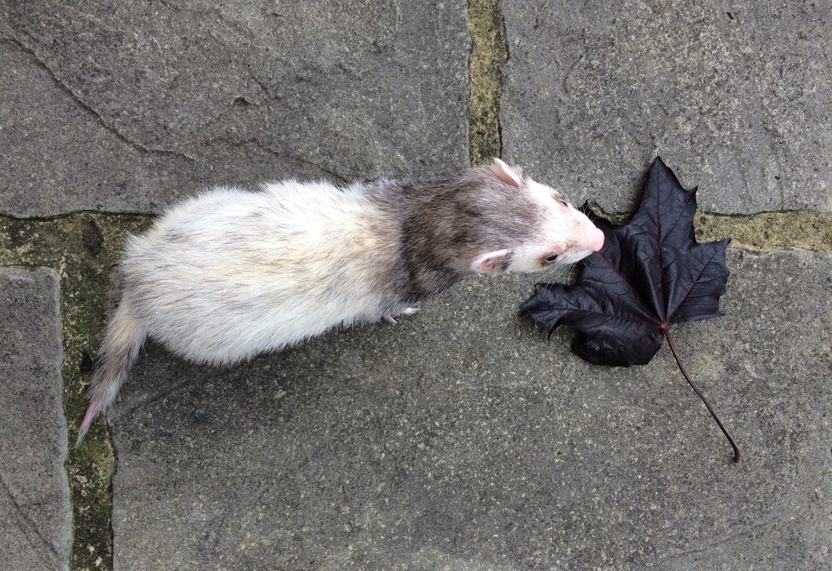 SocksTheNoodle's tweet photo. Tree dropped this. #MineNow https://t.co/fyd2rlTjUJ