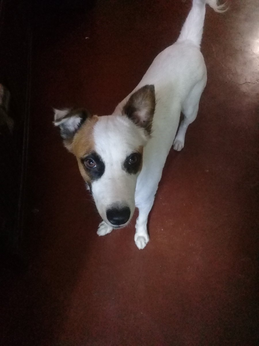 xJamesSmurf1's tweet photo. #cutepet This is my adorable and cute family of dogs starting with Meji, Bingo, The Three musketeers &amp; Yogie! 🐶🐕🦴🍗🍖 https://t.co/CYutF10cVV
