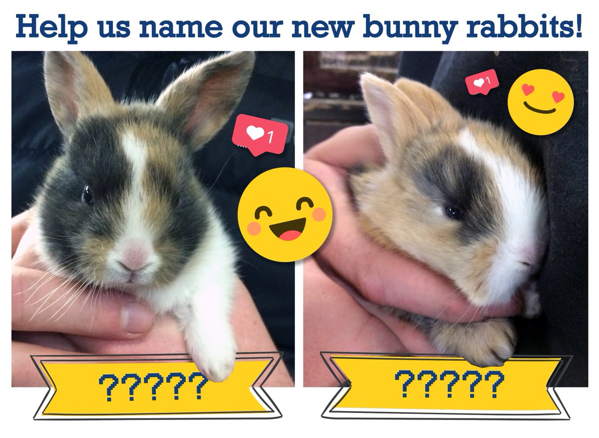 DellFarmCentre's tweet photo. TEACHERS: can your class help us? Our 2 new Dell Farm bunnies need names but we can’t decide what to call them. We’d love your suggestions! Reply to this tweet with your best ideas by 17 Sept  – we might pick yours! 🐇🐇 #Bedfordshire #SchoolTrips #LearnOutdoors @UKSchoolTrips https://t.co/isCw9vsDNq