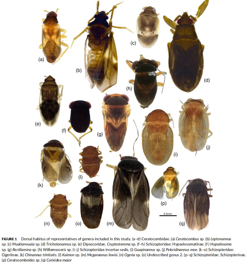 Alex Knyshov tweet media