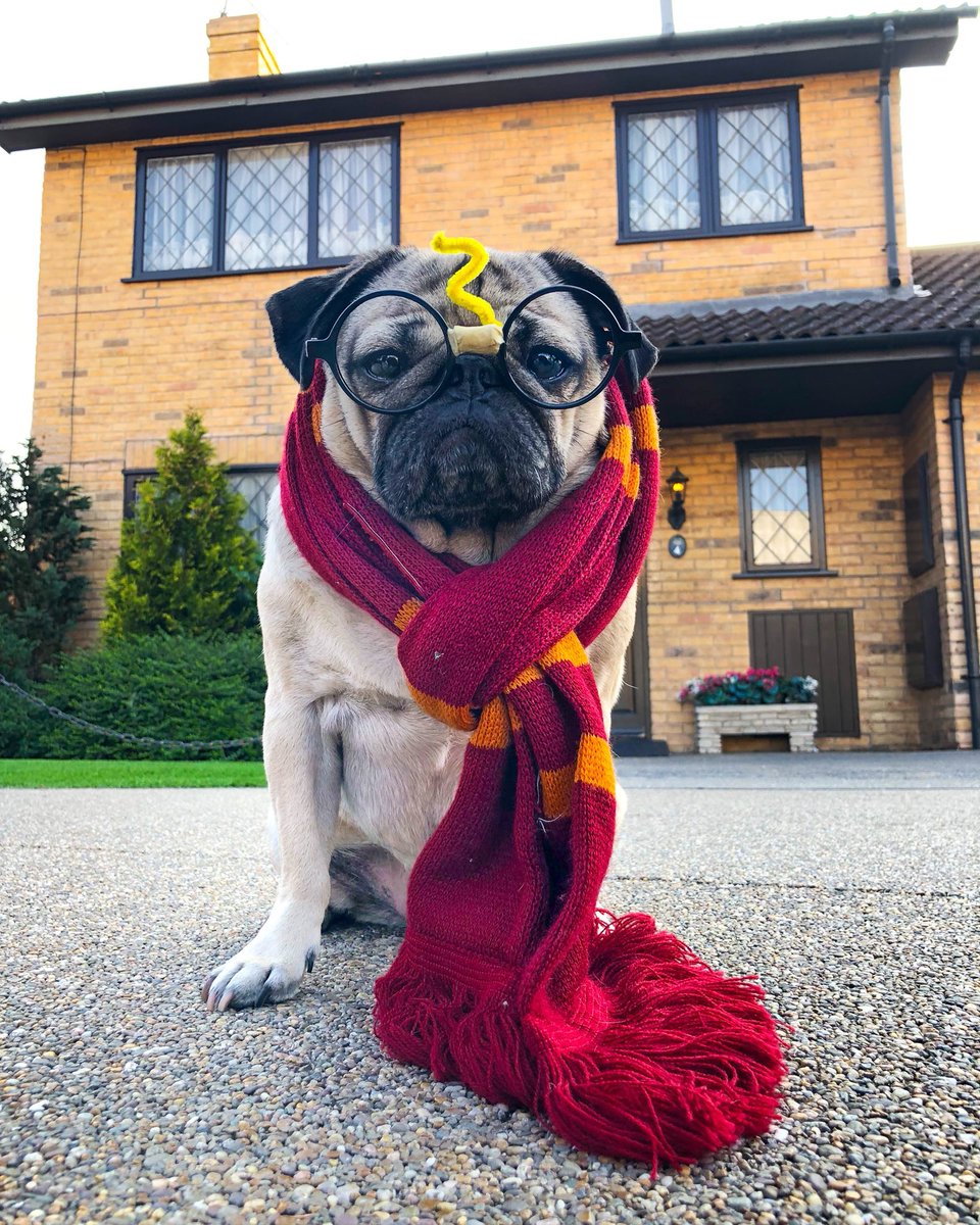 itsdougthepug's tweet photo. I got 99 problems but Voldemort ain’t one https://t.co/cGXyXtiAy5