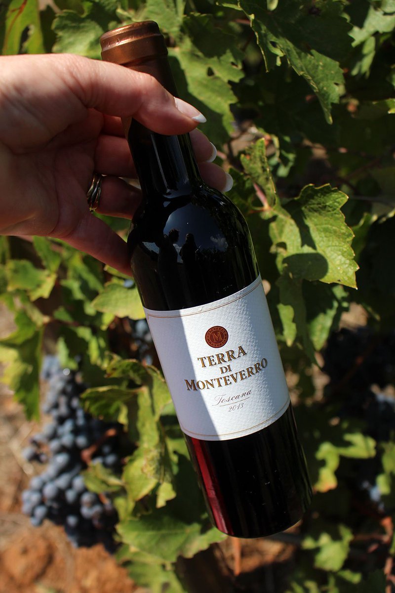 From grape to glass... the vendemmia (grape harvest) is ON at the Monteverro vineyard in #Capalbio! Check it out if you want a glimpse of one of the #Maremma #Tuscany's oldest and most venerable traditions... and THE perfect excuse to day drink under the Tuscan sun! 😊