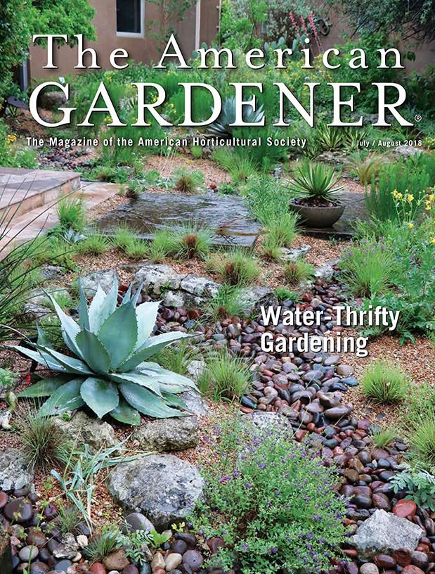 AHS_Gardening's tweet image. Explore nearly a century of #garden writing! We've just uploaded every issue of the AHS publications from 1922 onwards, thanks to the Stanley Smith Horticultural Trust! All issues open to everyone, except most recent 2 years for members only. buff.ly/2wOcW2p