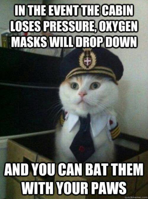 HoganFlying's tweet image. Thanks, Captain Kitty.

#HoganFlyingService #privatepilot #flightinstruction #groundschoolinstructions #flightrentals #flightschool #learntofly #flightlessons #airplanes #likeandshare