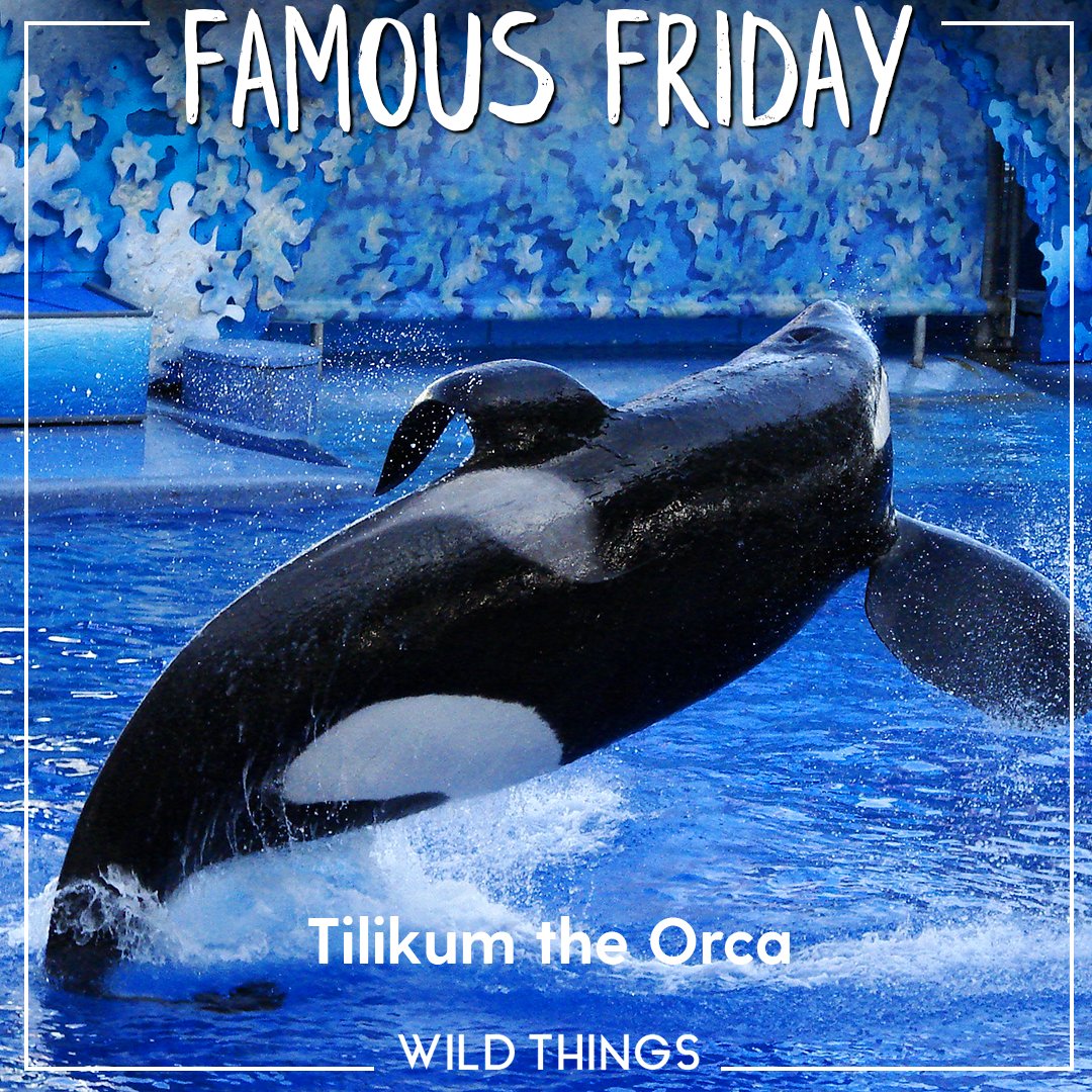 Real Wild tweet media