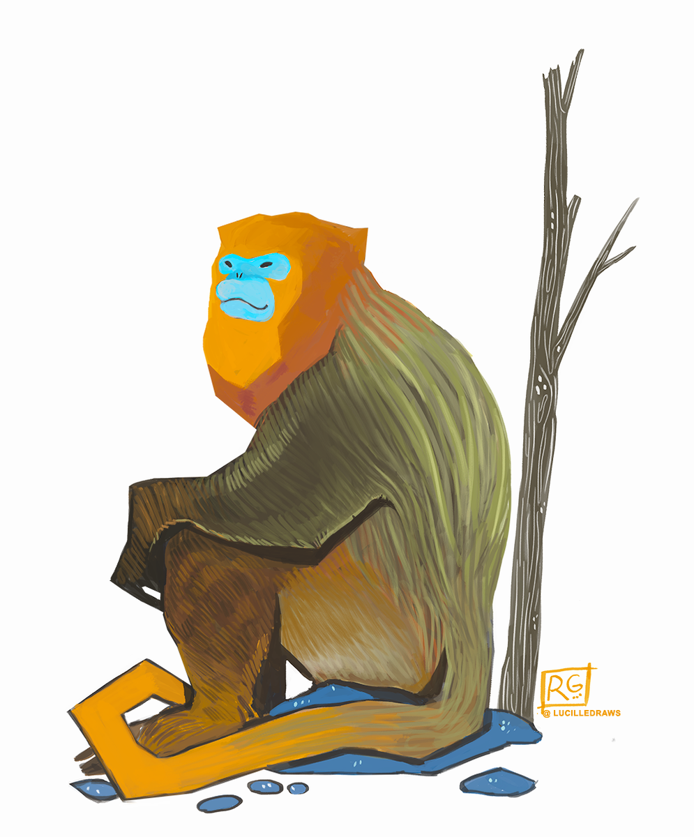 lucilledraws's tweet photo. Snub-nosed monkeys have the best color palette 👌#illustration #snubnosedmonkey #rhinopithecus https://t.co/IlmW5b5am6