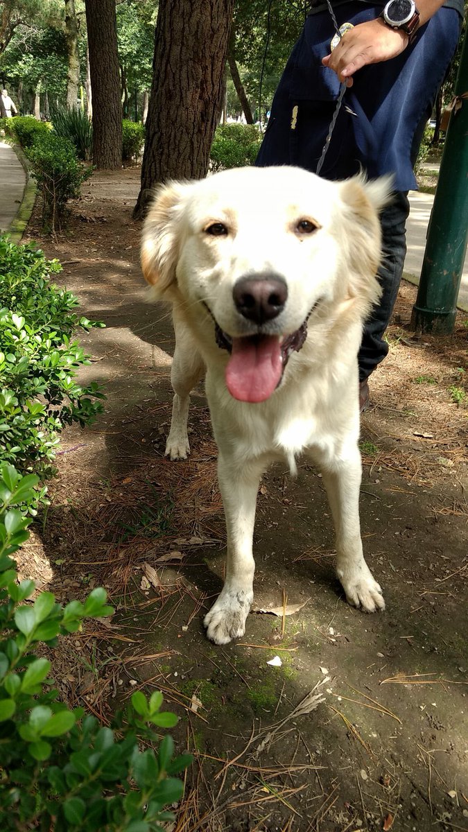 Mascotas Sismo tweet media