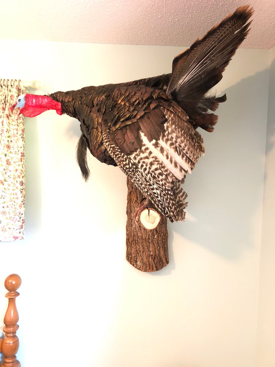 AbsherBenjamin's tweet image. Got my turkey mount back😎🦃