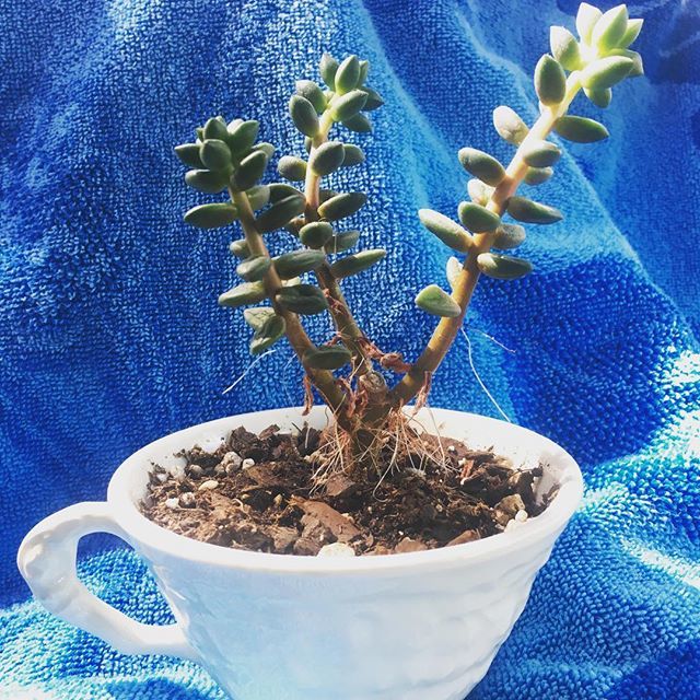 LSUWishmakers's tweet photo. Come see us today in Free Speech Alley, from 11-2! We have our teacup succulents and our crystal necklaces. https://t.co/djkJjKAtIM https://t.co/jIOBTyfDcu